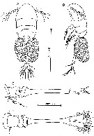 Species Australopsyllus fallax - Plate 1 of morphological figures