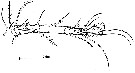 Espce Australopsyllus fallax - Planche 2 de figures morphologiques