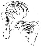 Espce Arietellus setosus - Planche 10 de figures morphologiques