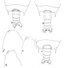 Espce Gaetanus simplex - Planche 2 de figures morphologiques