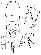 Espce Corycaeus (Ditrichocorycaeus) andrewsi - Planche 12 de figures morphologiques