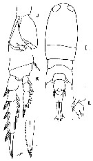 Espce Corycaeus (Ditrichocorycaeus) erythraeus - Planche 9 de figures morphologiques