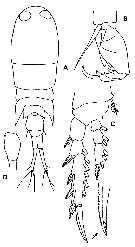 Espce Corycaeus (Ditrichocorycaeus) affinis - Planche 4 de figures morphologiques
