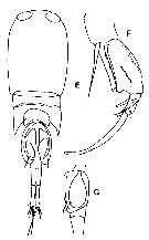 Espce Corycaeus (Ditrichocorycaeus) affinis - Planche 5 de figures morphologiques