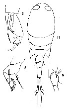 Espce Corycaeus (Onychocorycaeus) agilis - Planche 14 de figures morphologiques