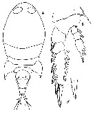Espce Corycaeus (Onychocorycaeus) pacificus - Planche 12 de figures morphologiques