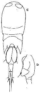 Espce Corycaeus (Onychocorycaeus) pacificus - Planche 13 de figures morphologiques