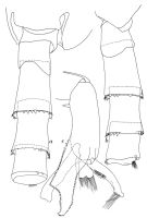 Espce Paraeuchaeta rubra - Planche 1 de figures morphologiques
