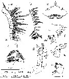 Species Ryocalanus spinifrons - Plate 2 of morphological figures