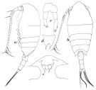 Species Undinella acuta - Plate 1 of morphological figures