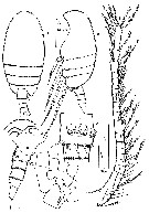 Espce Mesaiokeras hurei - Planche 1 de figures morphologiques