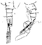 Espce Mesaiokeras hurei - Planche 2 de figures morphologiques