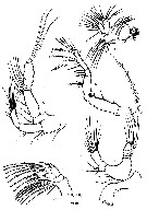 Espce Mesaiokeras hurei - Planche 3 de figures morphologiques