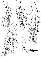 Species Mesaiokeras hurei - Plate 4 of morphological figures