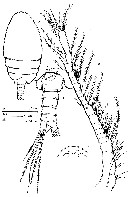 Espce Mesaiokeras hurei - Planche 5 de figures morphologiques