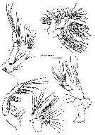 Espce Speleohvarella gamulini - Planche 3 de figures morphologiques