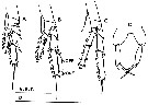 Espce Paracalanus parvus - Planche 19 de figures morphologiques