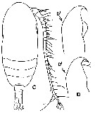 Species Paracalanus indicus - Plate 11 of morphological figures