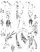 Espce Paramisophria variabilis - Planche 1 de figures morphologiques
