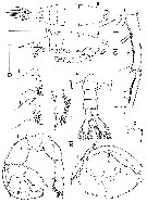 Espce Labidocera caudata - Planche 2 de figures morphologiques
