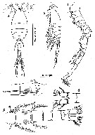 Espce Oithona nishidai - Planche 4 de figures morphologiques