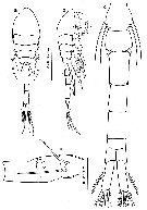 Espce Oithona robertsoni - Planche 1 de figures morphologiques