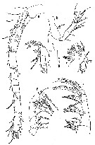 Espce Oithona robertsoni - Planche 2 de figures morphologiques