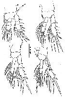 Espce Oithona robertsoni - Planche 3 de figures morphologiques