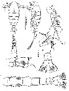 Espce Oithona robertsoni - Planche 4 de figures morphologiques