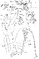 Espce Macandrewella chelipes - Planche 8 de figures morphologiques