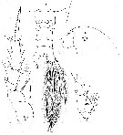 Espce Gaetanus pungens - Planche 6 de figures morphologiques