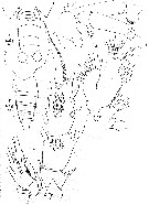 Espce Lophothrix frontalis - Planche 17 de figures morphologiques