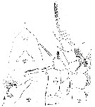 Espce Lophothrix frontalis - Planche 18 de figures morphologiques