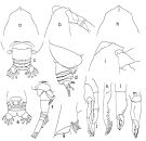 Espce Euchirella curticauda - Planche 2 de figures morphologiques