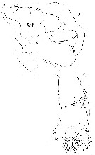 Espce Pontella agassizi - Planche 2 de figures morphologiques