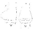Espce Paraeuchaeta tonsa - Planche 20 de figures morphologiques