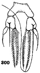 Espce Arietellus simplex - Planche 16 de figures morphologiques