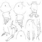 Espce Euchirella messinensis - Planche 3 de figures morphologiques