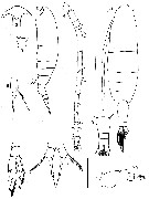 Espce Acartia (Acanthacartia) californiensis - Planche 1 de figures morphologiques