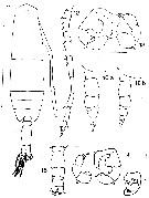 Espce Acartia (Acanthacartia) californiensis - Planche 2 de figures morphologiques
