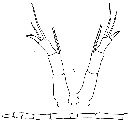 Espce Rhincalanus cornutus - Planche 2 de figures morphologiques