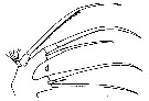 Espce Heterorhabdus spinifrons - Planche 19 de figures morphologiques