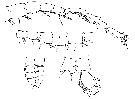 Espce Pleuromamma piseki - Planche 8 de figures morphologiques