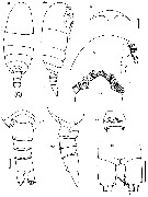 Espce Foxtosognus rarus - Planche 1 de figures morphologiques