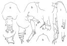 Espce Euchirella pulchra - Planche 2 de figures morphologiques