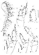 Espce Foxtosognus rarus - Planche 4 de figures morphologiques
