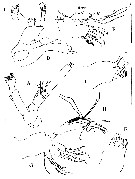 Espce Rostrocalanus cognatus - Planche 2 de figures morphologiques
