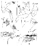 Espce Rostrocalanus peracutus - Planche 2 de figures morphologiques
