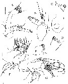 Espce Prolutamator hadalis - Planche 2 de figures morphologiques