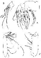 Espce Prolutamator hadalis - Planche 3 de figures morphologiques